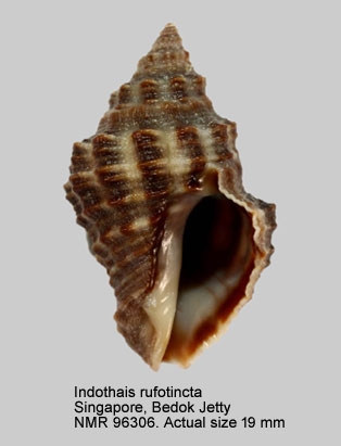 Indothais rufotincta.jpg - Indothais rufotincta (Tan & Sigurdsson,1996) 